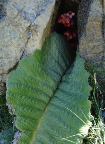 Streptocarpus dunnii bashful blooming